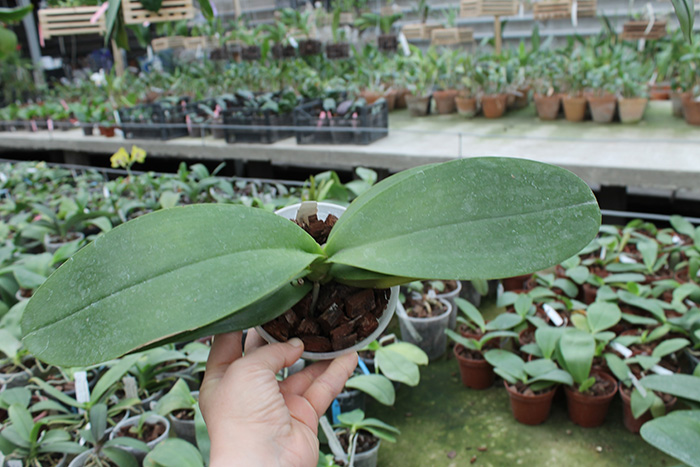 Phalaenopsis Sogo Relex 'F-1661'.jpg