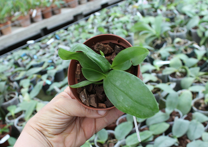 Phalaenopsis AL Sun Tiger x Zheng Min Tyrannosaurus.jpg