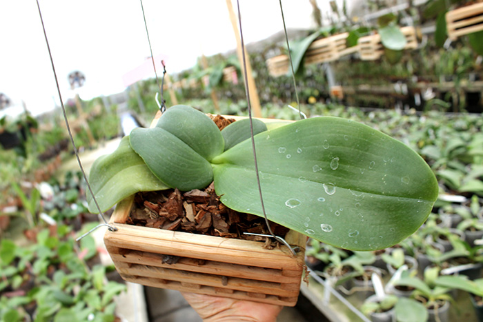 Phalaenopsis Mok Choi Yew Indigo.jpg