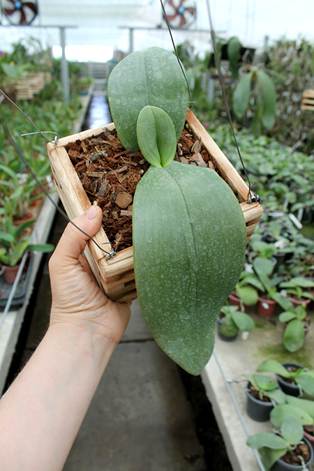 Phalaenopsis gigantea.jpg