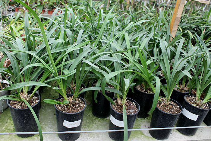 Cymbidium Kiwi Midnight.jpg