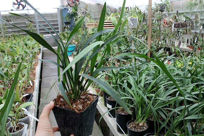 Cymbidium floribundum.jpg