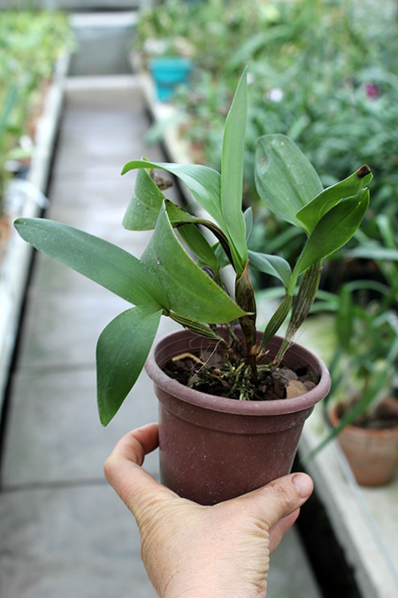 Dendrobium setigerum.jpg