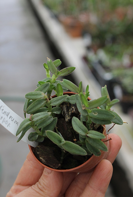 Epidendrum porpax.jpg