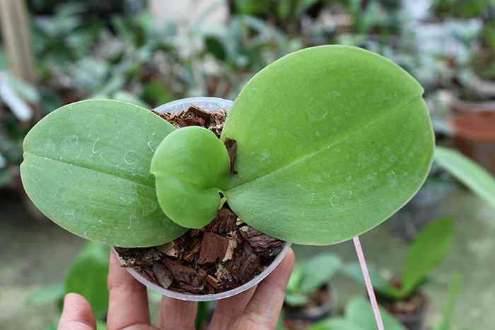Phalaenopsis LD Emerald Bear x LD Double Dragon.jpg