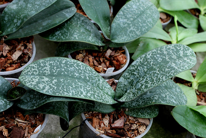 Phalaenopsis stuartiana 'Sogo'.jpg