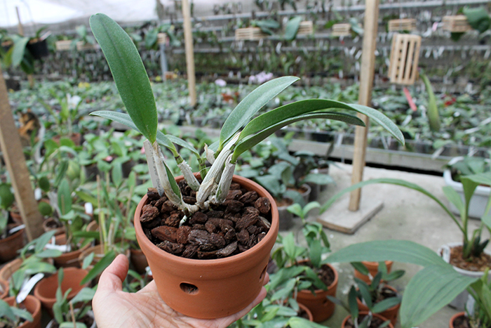 Sophrolaeliocattleya Pink Doll 'Garnet Sea'.jpg