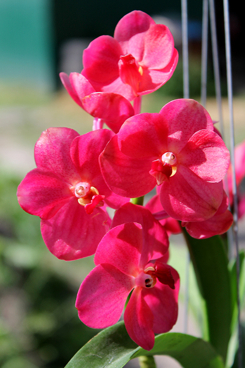 Ascocenda Arthorn.jpg