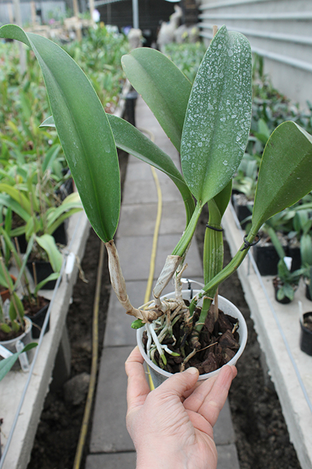 Laeliocattleya C G Roebling 'Blue Indigo'.jpg