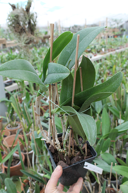 Brassavola digbyana x Cattleya Little Oliver.jpg