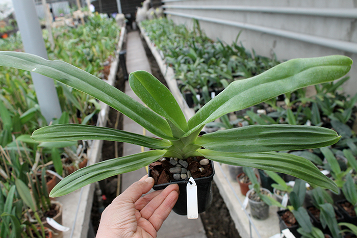Paphiopedilum Xia Ya Swallow x sanderianum.jpg