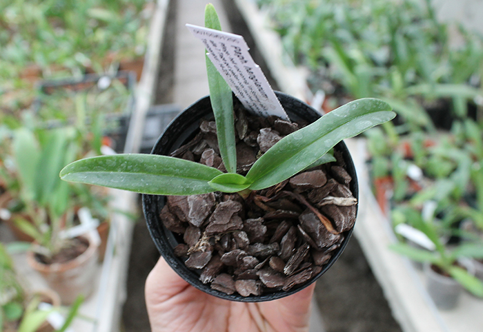 Paphiopedilum hangianum.jpg