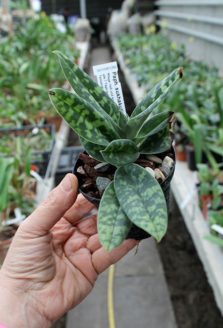 Paphiopedilum sukhakulii.jpg