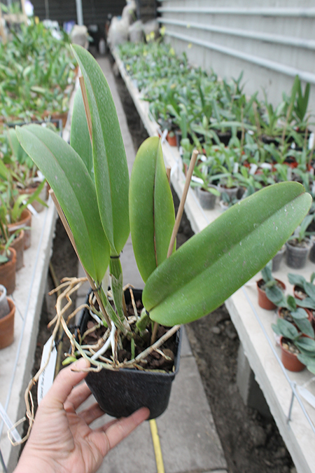 Laeliocattleya Dinard 'Blue Heaven'.jpg