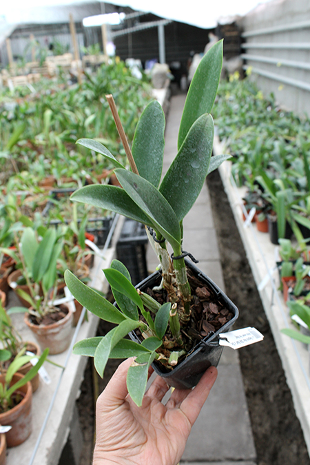 Laeliocattleya Sagarik Wax 'Silk Ball' x Sophrolaeliocattleya Aloha Jewel 'Ho May'.jpg