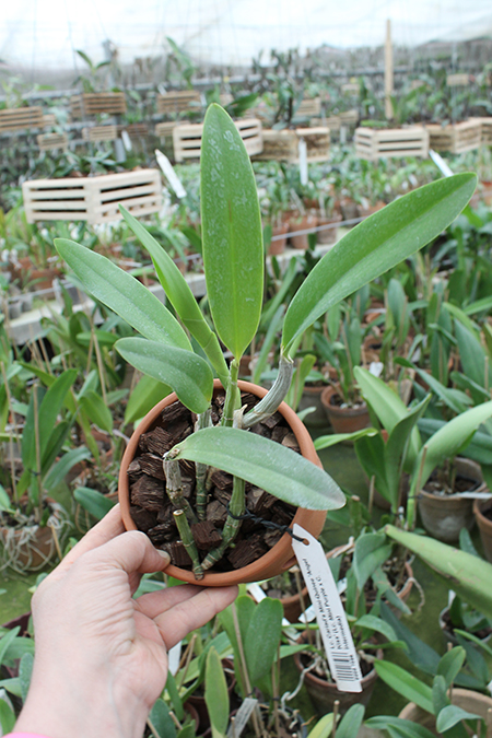 Laeliocattleya Cariad's Mini-Quinee 'Angel Kiss'.jpg