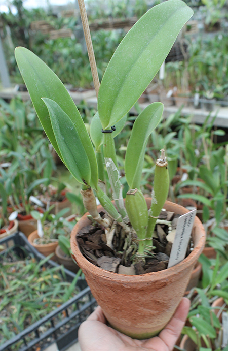 Laeliocattleya Sakura Candy.jpg