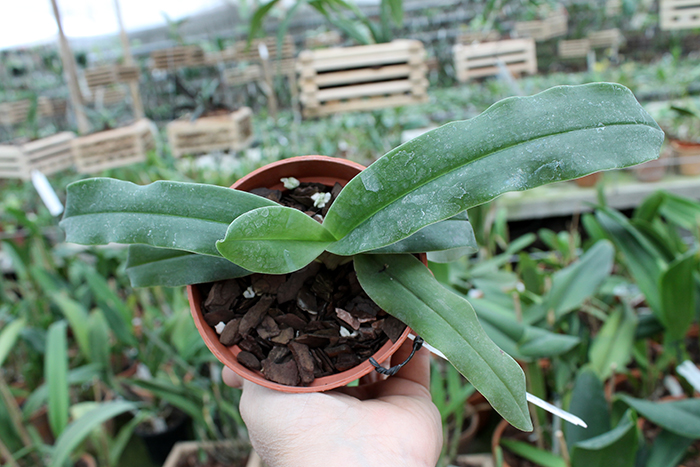Paphiopedilum hangianum.jpg