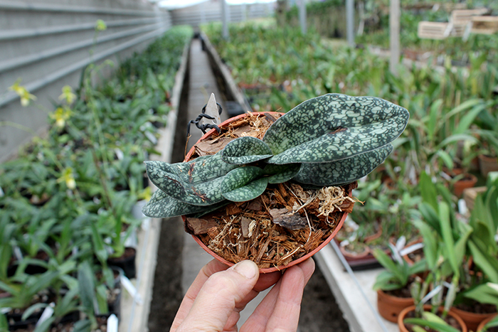 Paphiopedilum delenatii.jpg