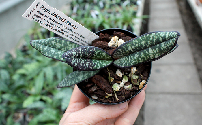 Paphiopedilum delenatii fma vinicolor.jpg
