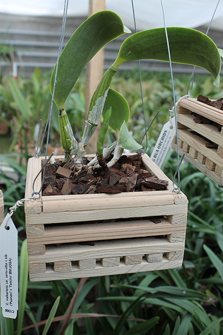 Cattleya walkeriana var semi-alba ('Puanani' x 'Tancho').jpg