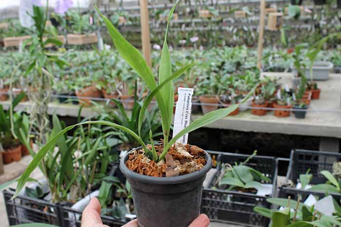 Pabanisia Blue Amazon.jpg