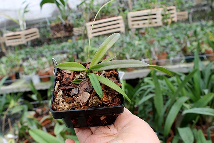 Ionopsis utricularioides.jpg