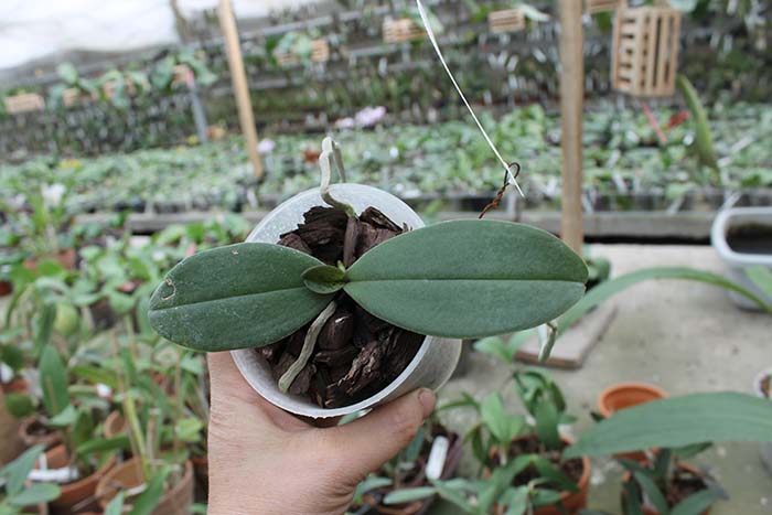 Phalaenopsis Sogo Fairyhood 'OK-82' x Leucorrhoda.jpg