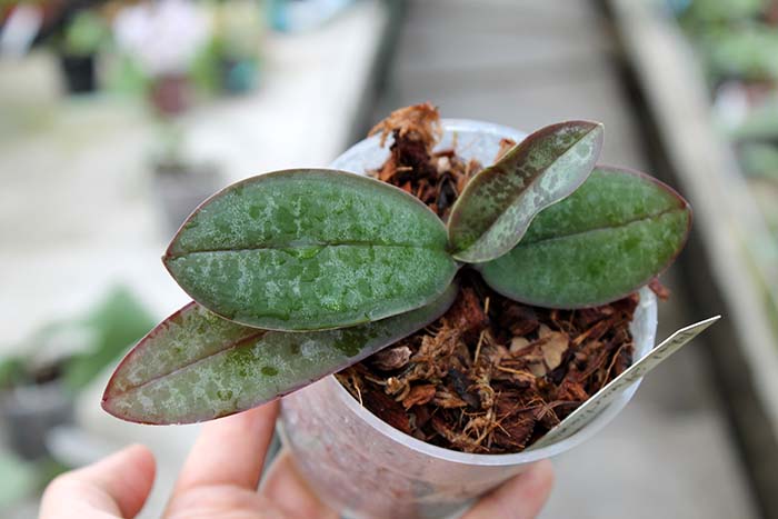 Phalaenopsis stuartiana yellow x sib.jpg