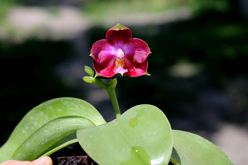 Phalaenopsis tetraspis 'C#1' x Dragon Tree Eagle.jpg