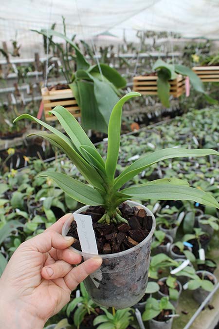 Doritis pulcherrima coerulea aquinii.jpg