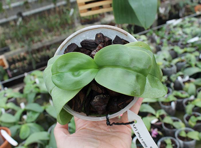 Doritaenopsis Sogo Meili x Phalaenopsis Ld's Bear Queen.jpg