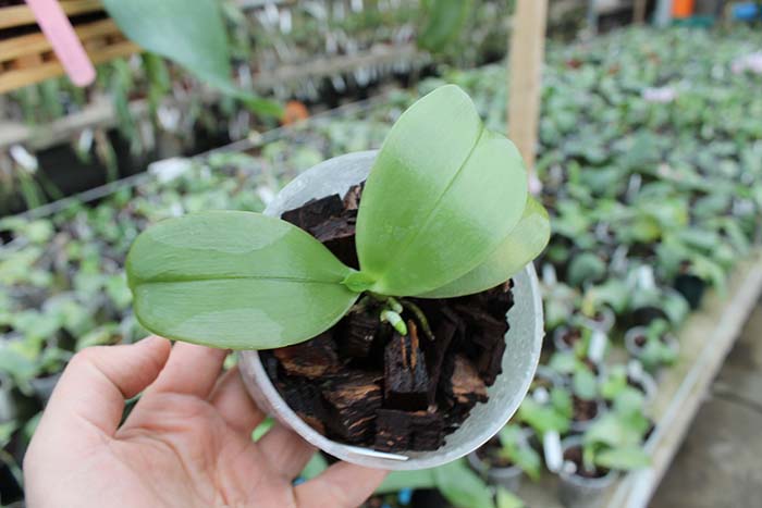 Phalaenopsis violacea 'Blue Indigo'.jpg