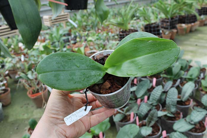Phalaenopsis Ching Her Buddha x Mituo Sun.jpg