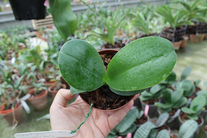 Phalaenopsis (Ching Her Buddha x Mituo Sun) x Chingrue’y Beauty.jpg