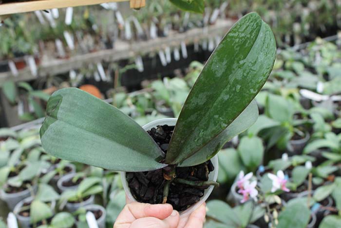 Phalaenopsis sanderiana.jpg