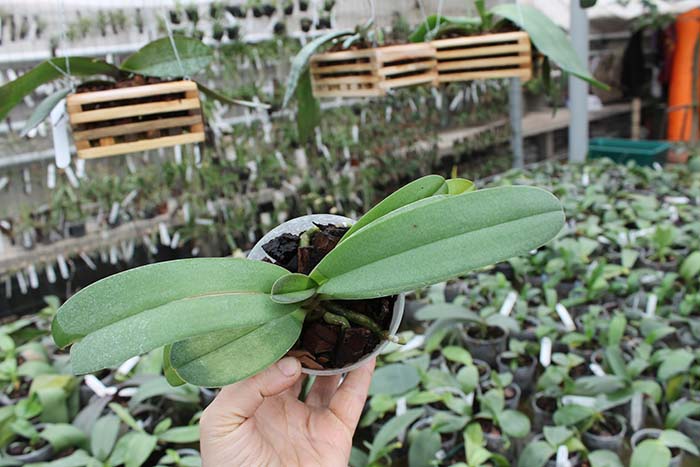 Doritis pulcherrima aquinii.jpg