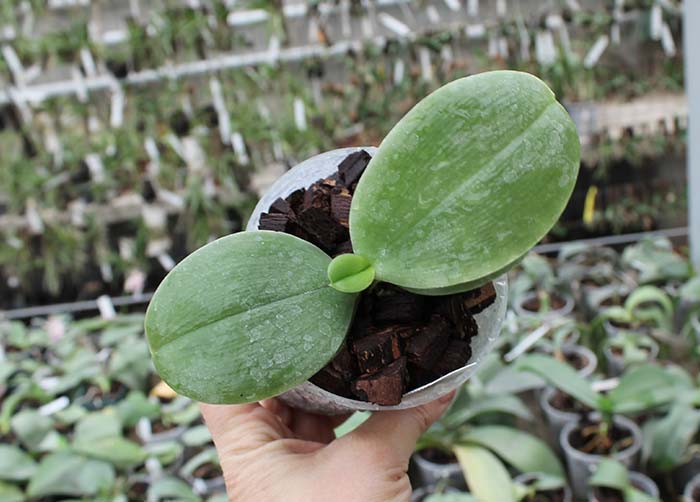 Phalaenopsis bellina 'Red Apple' x bellina.jpg