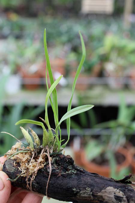 Sophronitis violacea.jpg