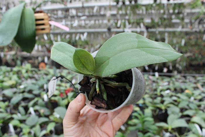 Phalaenopsis equestris alba x Phalaenopsis lindenii.jpg