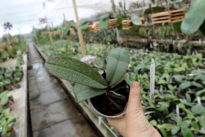 Phalaenopsis celebensis x Phalaenopsis Venus.jpg