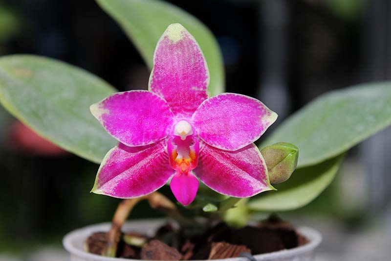 Phalaenopsis Grosbeak.jpg