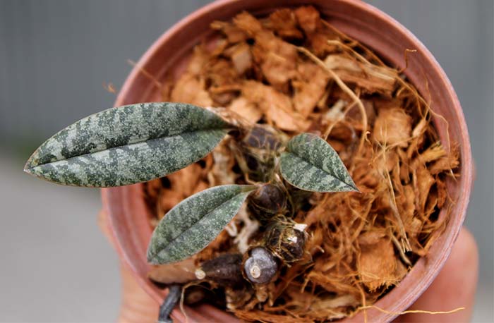 Oeceoclades rauhii.jpg