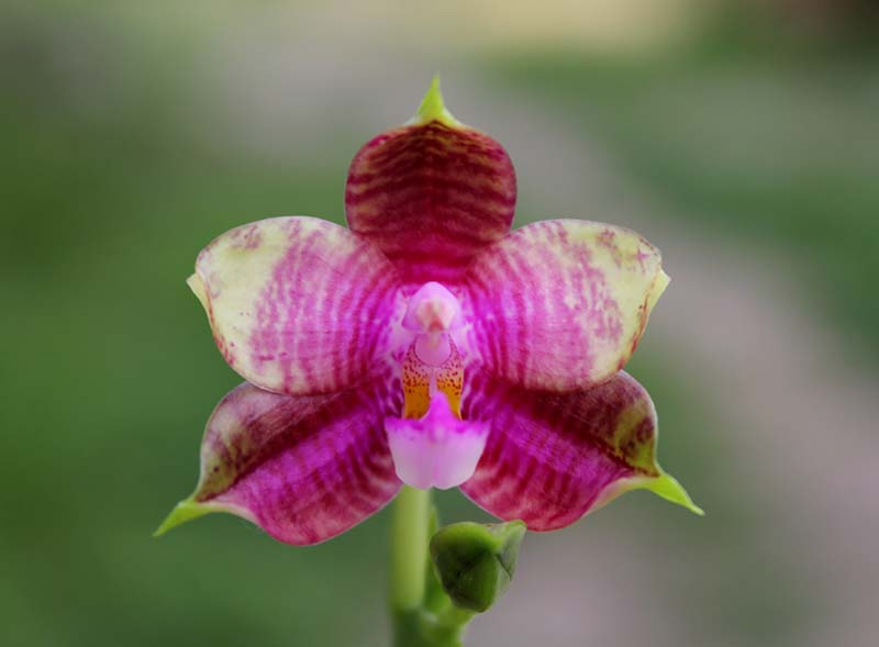 Phalaenopsis Yaphon Red Jewel x Ld's Bear King.jpg