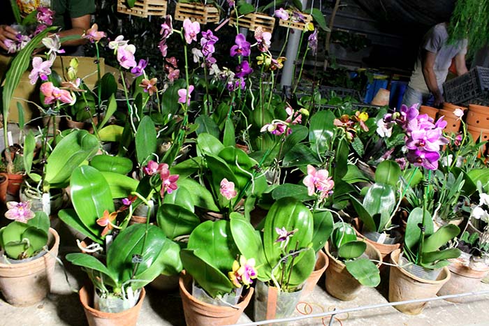 Mituo orchids.jpg