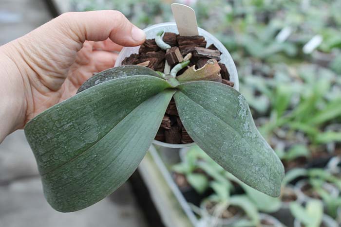 Sentra x Black Eagle.jpg