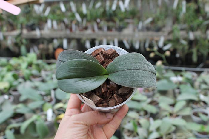 Sentra x Black Eagle.jpg