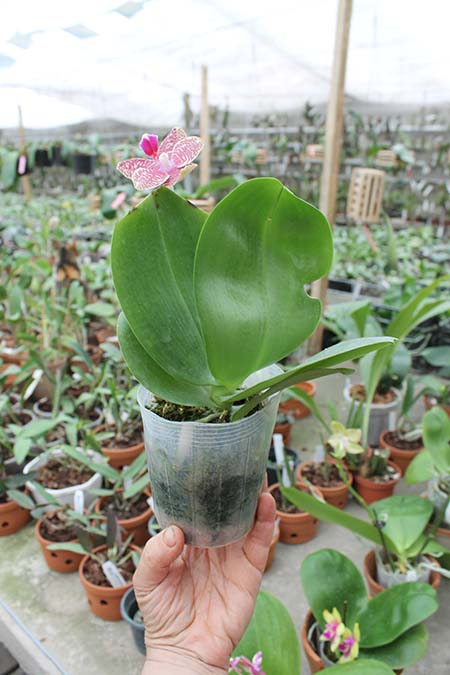 Phalaenopsis Yaphon Sir x Mituo Sun.jpg