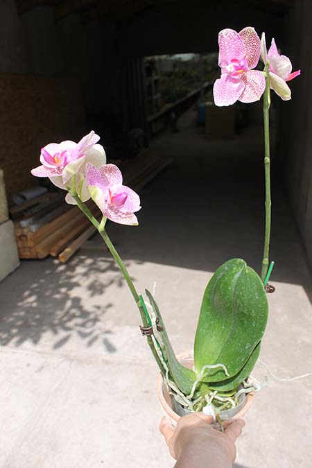 Phalaenopsis (Mituo Sun x Ching Her Buddha) x Mituo Sun.jpg