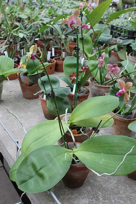 Phalaenopsis Mituo King.jpg